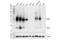 CD79b Molecule antibody, 96024S, Cell Signaling Technology, Western Blot image 