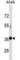 Ventral Anterior Homeobox 2 antibody, abx031082, Abbexa, Western Blot image 