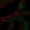  antibody, HPA077882, Atlas Antibodies, Immunocytochemistry image 