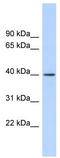 RAD51-associated protein 1 antibody, TA345968, Origene, Western Blot image 