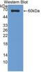 Sulfite Oxidase antibody, abx132124, Abbexa, Western Blot image 