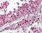 N-Ethylmaleimide Sensitive Factor, Vesicle Fusing ATPase antibody, NBP1-19333, Novus Biologicals, Immunohistochemistry frozen image 