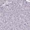 Sperm flagellar protein 2 antibody, HPA040343, Atlas Antibodies, Immunohistochemistry paraffin image 
