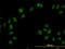 Cullin Associated And Neddylation Dissociated 1 antibody, LS-C133780, Lifespan Biosciences, Immunofluorescence image 