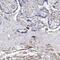 Epiphycan antibody, PA5-58297, Invitrogen Antibodies, Immunohistochemistry frozen image 