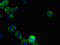 DNA damage-regulated autophagy modulator protein 2 antibody, LS-C675660, Lifespan Biosciences, Immunofluorescence image 