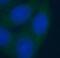 PBEF antibody, FNab09847, FineTest, Immunofluorescence image 