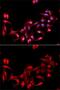 Glycoprotein IX Platelet antibody, GTX32502, GeneTex, Immunofluorescence image 