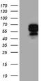 Apoptosis Inducing Factor Mitochondria Associated 1 antibody, TA811180, Origene, Western Blot image 