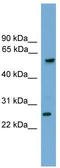 Granzyme A antibody, TA334407, Origene, Western Blot image 