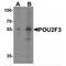 POU Class 2 Homeobox 3 antibody, TA349054, Origene, Western Blot image 