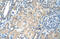 Solute Carrier Family 13 Member 3 antibody, 29-575, ProSci, Western Blot image 