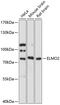 Engulfment and cell motility protein 2 antibody, 15-202, ProSci, Western Blot image 