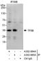 General Transcription Factor IIB antibody, A302-884A, Bethyl Labs, Immunoprecipitation image 