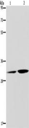 Deoxyribonuclease 1 Like 3 antibody, TA349899, Origene, Western Blot image 