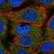 Translocase Of Outer Mitochondrial Membrane 34 antibody, HPA056875, Atlas Antibodies, Immunofluorescence image 