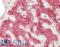 Angiotensinogen antibody, LS-B14340, Lifespan Biosciences, Immunohistochemistry paraffin image 