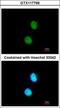 LSM4 antibody, GTX117766, GeneTex, Immunofluorescence image 