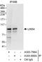 Lin-54 DREAM MuvB Core Complex Component antibody, A303-800A, Bethyl Labs, Immunoprecipitation image 