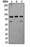 Calnexin antibody, orb323243, Biorbyt, Western Blot image 