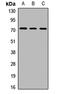 Sec1 Family Domain Containing 1 antibody, LS-C668172, Lifespan Biosciences, Western Blot image 