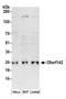 PAXX Non-Homologous End Joining Factor antibody, A304-766A, Bethyl Labs, Western Blot image 