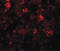 Solute Carrier Family 39 Member 12 antibody, LS-C144295, Lifespan Biosciences, Immunofluorescence image 