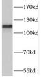 Ras Interacting Protein 1 antibody, FNab07134, FineTest, Western Blot image 