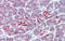 Zinc transporter ZIP5 antibody, orb330369, Biorbyt, Immunohistochemistry paraffin image 
