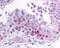 MAGE Family Member B2 antibody, 49-718, ProSci, Immunohistochemistry frozen image 
