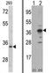 Aminoacyl TRNA Synthetase Complex Interacting Multifunctional Protein 1 antibody, AP17551PU-N, Origene, Western Blot image 
