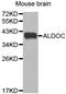Aldolase, Fructose-Bisphosphate C antibody, LS-C335397, Lifespan Biosciences, Western Blot image 