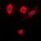 Kalirin RhoGEF Kinase antibody, orb214848, Biorbyt, Immunofluorescence image 