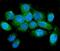 N-Myc And STAT Interactor antibody, M02768, Boster Biological Technology, Immunofluorescence image 