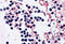 NLR Family Pyrin Domain Containing 3 antibody, MBS241660, MyBioSource, Immunohistochemistry paraffin image 
