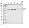 Nucleoporin 58 antibody, A09840, Boster Biological Technology, Western Blot image 