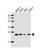 RAB21, Member RAS Oncogene Family antibody, M05683, Boster Biological Technology, Western Blot image 