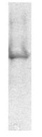 ATP Synthase F1 Subunit Beta antibody, GTX25432, GeneTex, Western Blot image 
