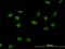 CCR4-NOT transcription complex subunit 3 antibody, H00004849-M01, Novus Biologicals, Immunofluorescence image 
