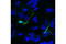 Doublecortin antibody, 14053S, Cell Signaling Technology, Immunofluorescence image 