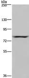 NOC2 Like Nucleolar Associated Transcriptional Repressor antibody, PA5-50467, Invitrogen Antibodies, Western Blot image 