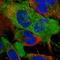 Neuropilin 2 antibody, HPA054974, Atlas Antibodies, Immunocytochemistry image 