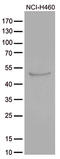 Cytokine Receptor Like Factor 3 antibody, CF812347, Origene, Western Blot image 
