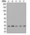 Syntaxin 2 antibody, LS-C667785, Lifespan Biosciences, Western Blot image 