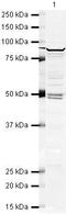 DEAD-Box Helicase 1 antibody, PA5-19585, Invitrogen Antibodies, Western Blot image 