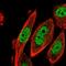 Cyclin Dependent Kinase 2 Associated Protein 2 antibody, HPA047599, Atlas Antibodies, Immunofluorescence image 