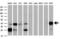 Serpin Family B Member 6 antibody, LS-C337593, Lifespan Biosciences, Western Blot image 