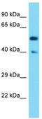 Synaptotagmin 17 antibody, TA330656, Origene, Western Blot image 