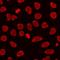 Histone Cluster 3 H3 antibody, orb412157, Biorbyt, Immunofluorescence image 