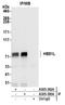 HBS1-like protein antibody, A305-395A, Bethyl Labs, Immunoprecipitation image 